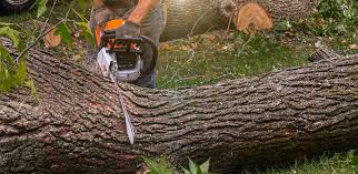 Why Choose Our Tree Removal Services in Superior, AZ?