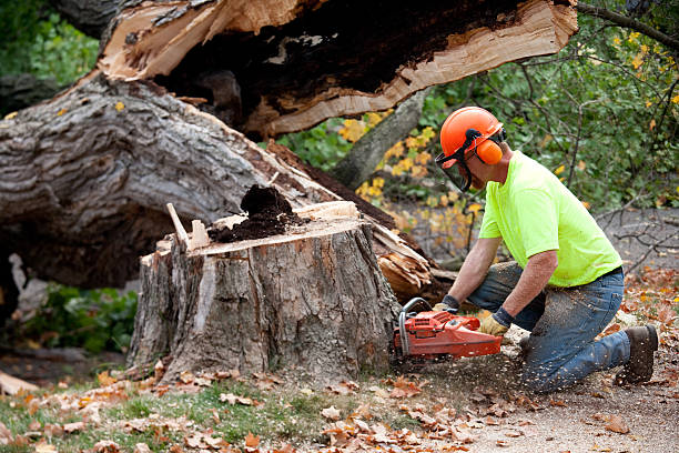 Professional Tree Services in Superior, AZ